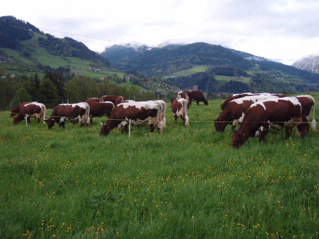 Palfnerhof Appartements Sankt Johann im Pongau Extérieur photo